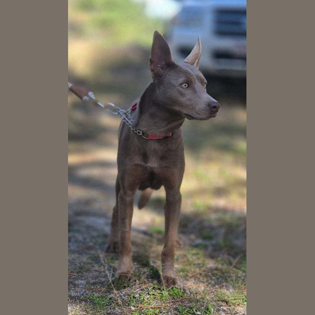 Photo of Althea