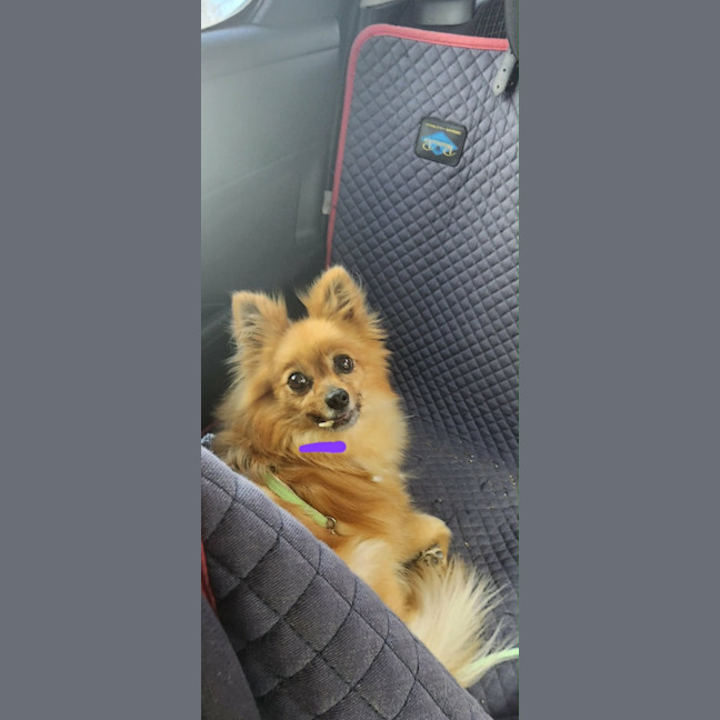 Photo of Cookie 