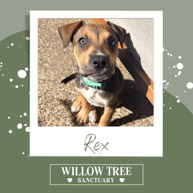 Photo of Rex