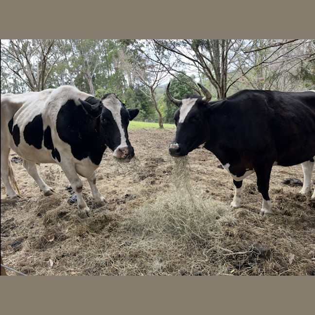 Photo of Bugs And Blaze