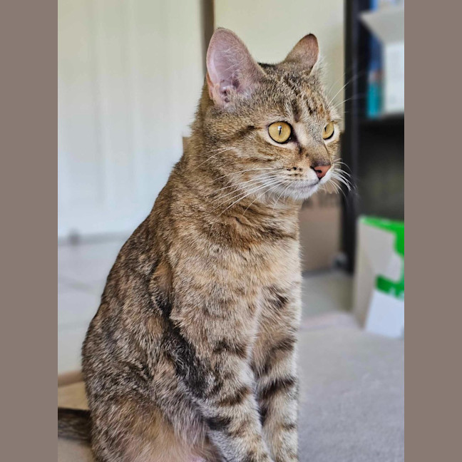 Photo of Willow