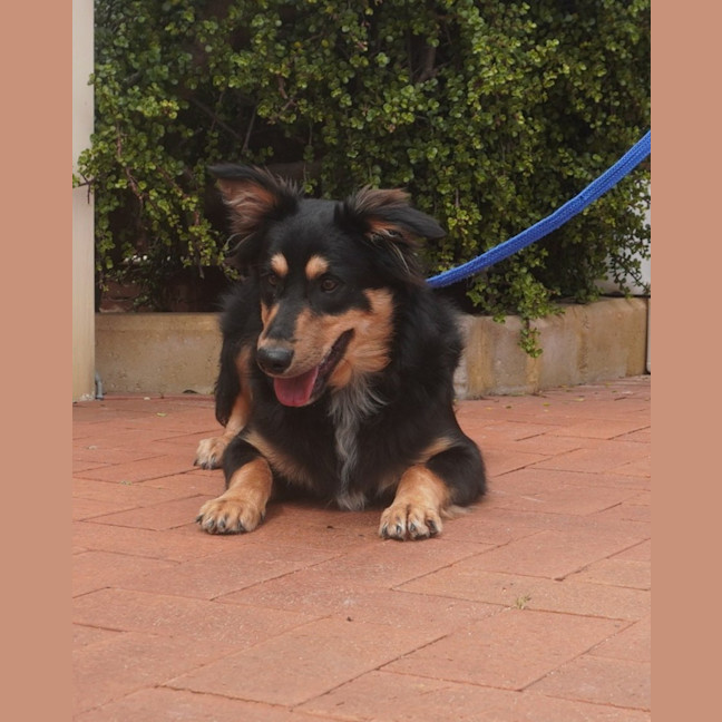 Photo of Mowgli