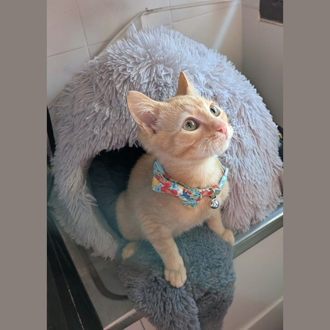 Photo of Captain Patrick