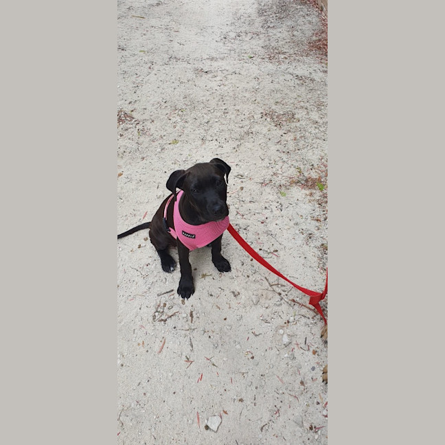 Photo of Wicked Chocolate