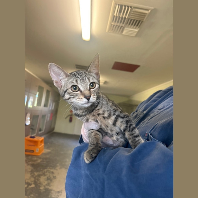 Photo of Nala