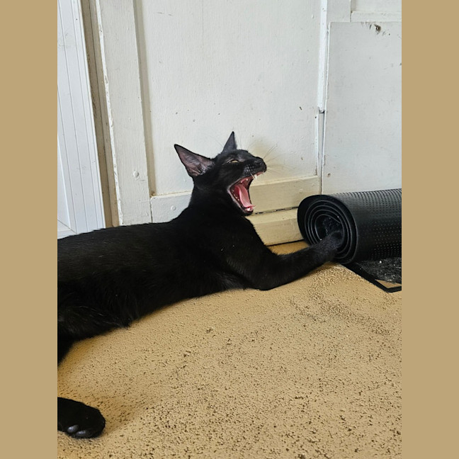 Photo of Clawdia