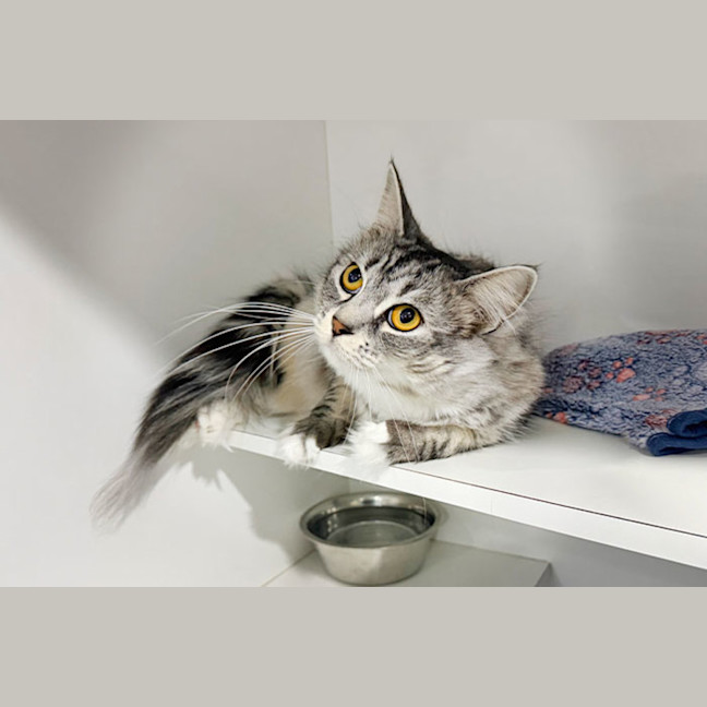 Photo of Tango