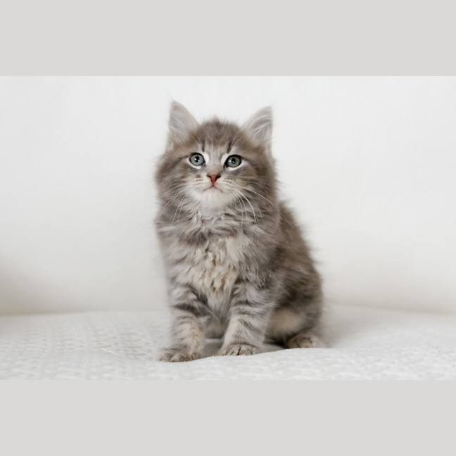 Photo of Truffle