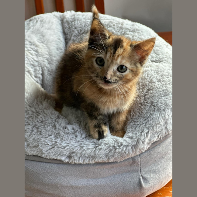 Photo of Sable * 9 Lives Project Rescue*