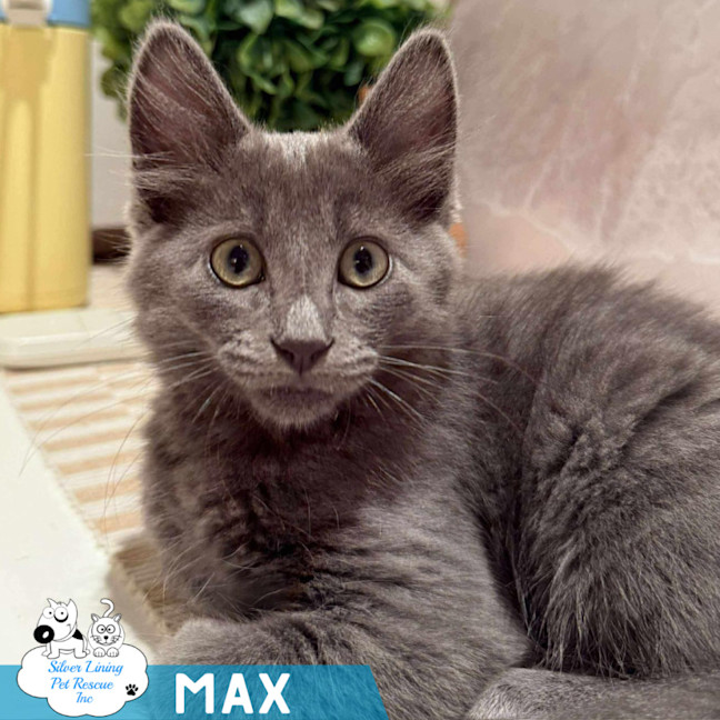 Photo of Max