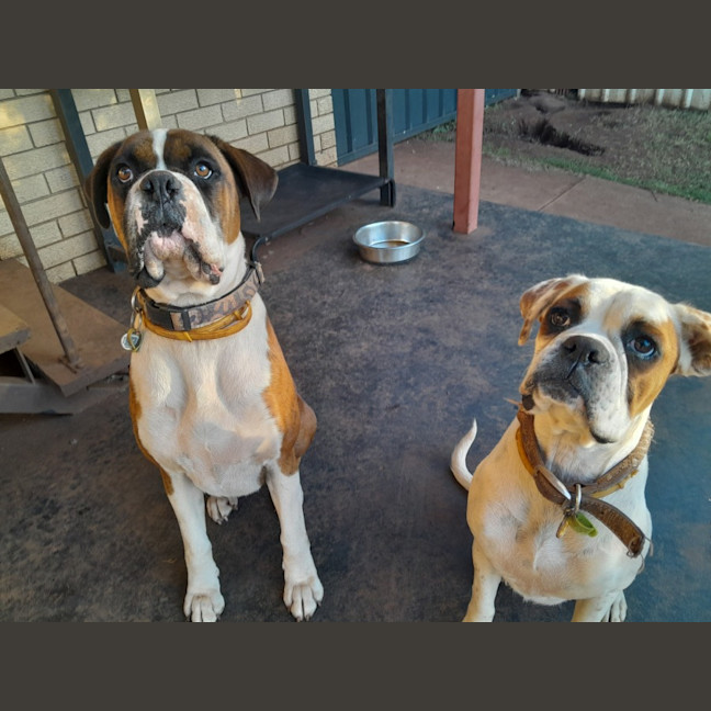 Photo of Waffles And Maple