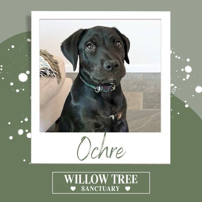 Photo of Ochre