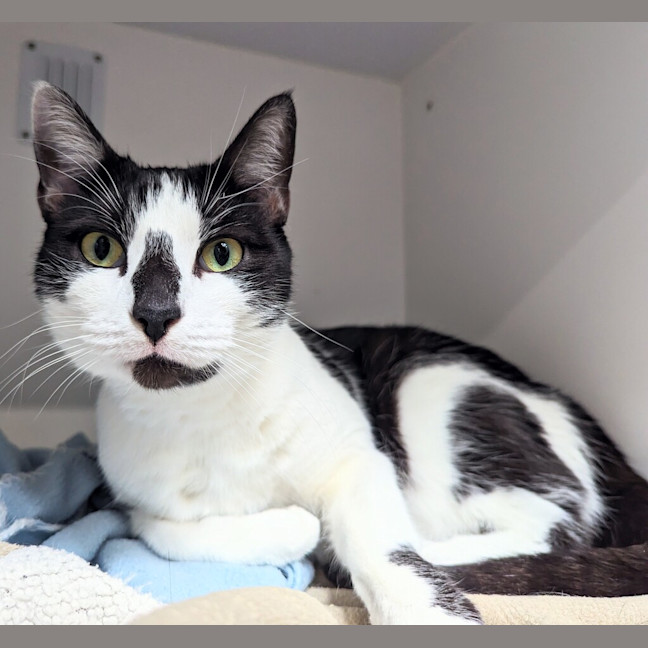 Photo of Magpie