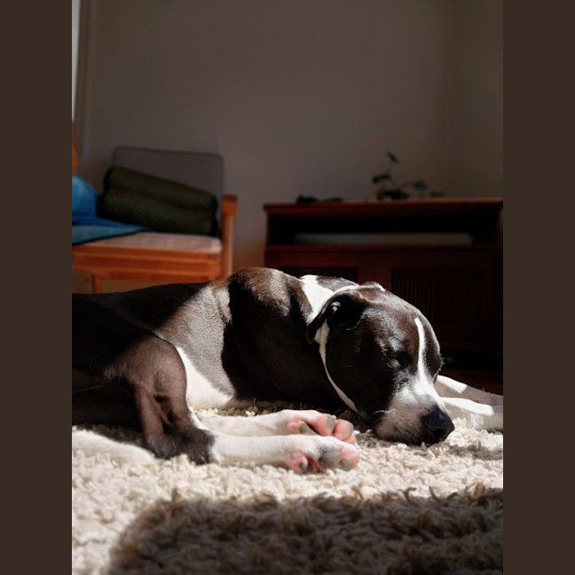 Photo of Jazzie *$150 Adoption Fee*