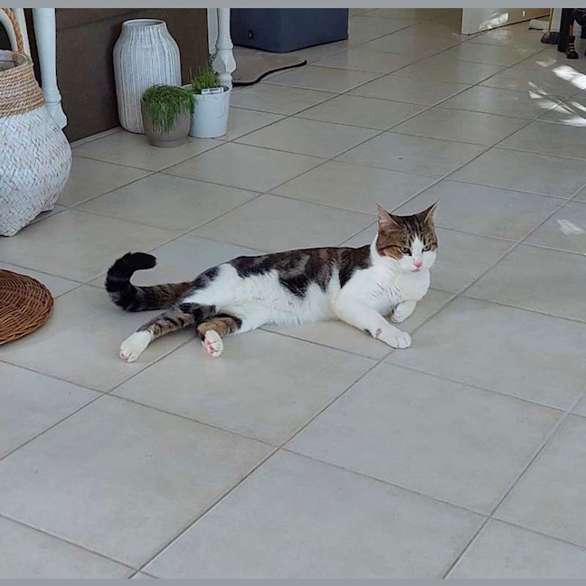 Photo of Bub