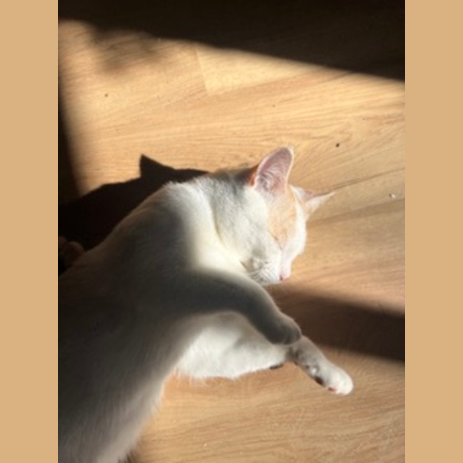 Photo of Snowy
