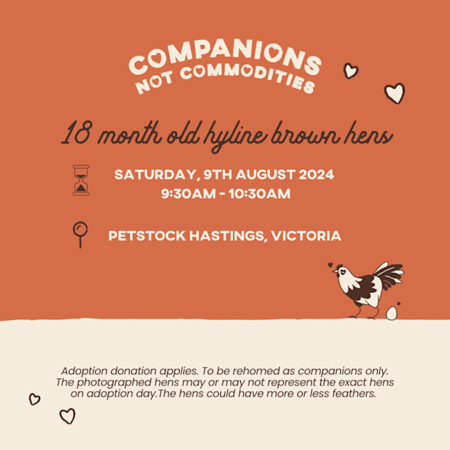 Photo of Rescue Hens