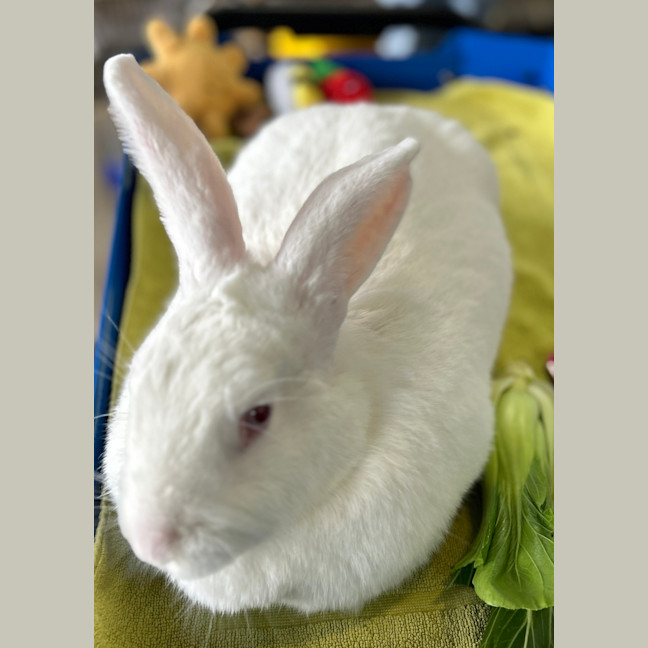 Photo of Macadamia