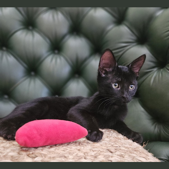 Photo of Void The Valiant