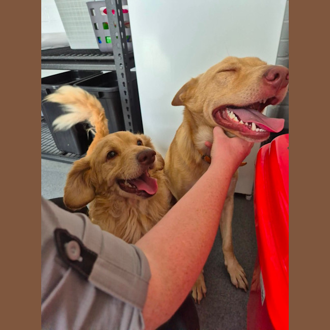 Photo of Trooper! 🦺