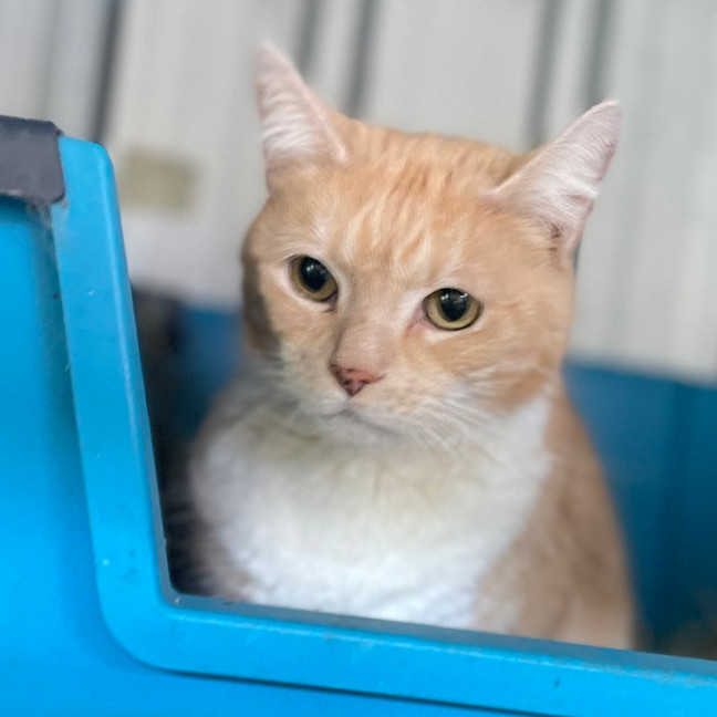 Photo of Squeek