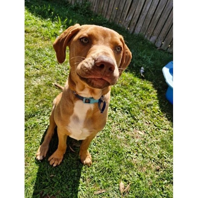 Photo of Gunner *$350 Adoption Fee*