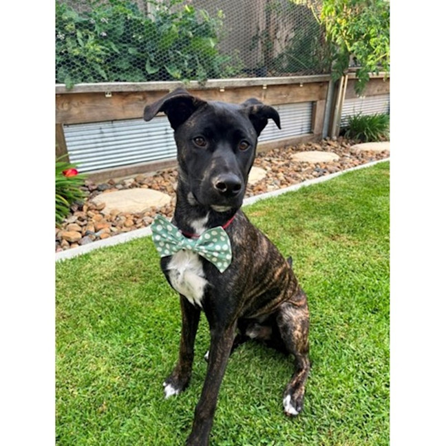 Photo of Tyson *$250 Adoption Fee*