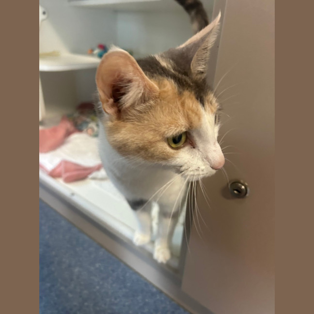 Photo of Kitty