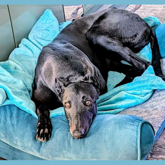 Photo of Lucy Lou, The Greyhound