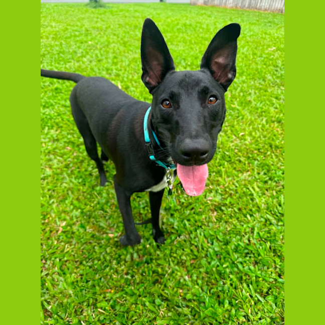 Photo of Blitzen