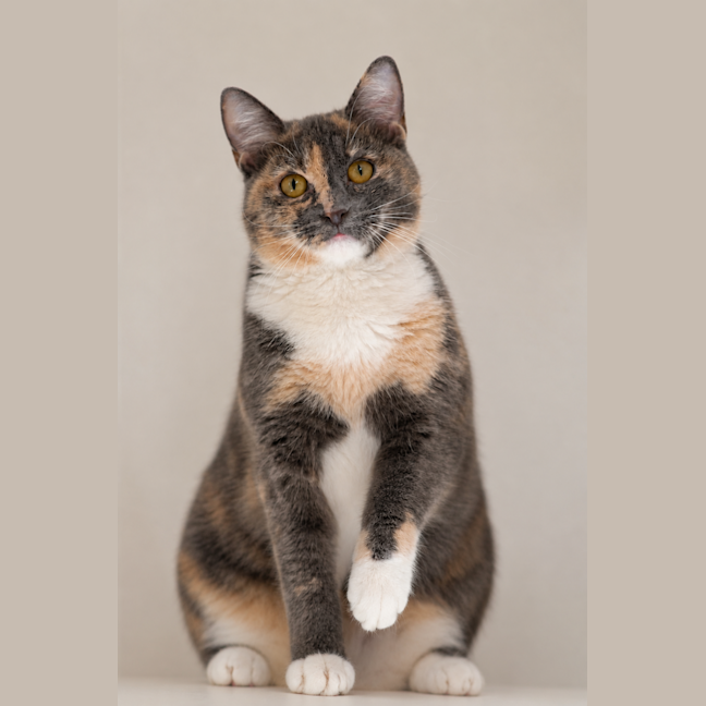 Photo of Layla