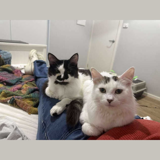 Photo of Rhunarb   Pet Quarters Broadmeadow 