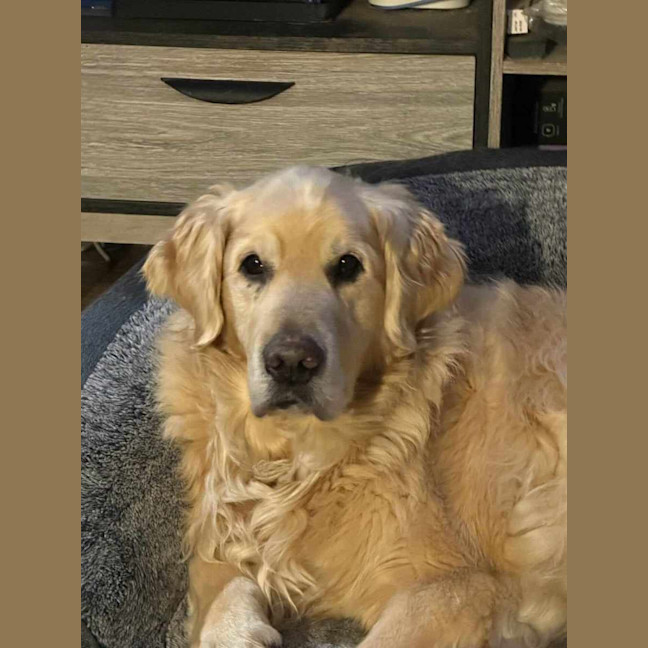 Photo of Missy And Marley