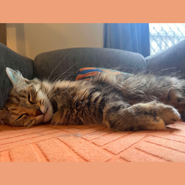 Photo of Penelope 🩷