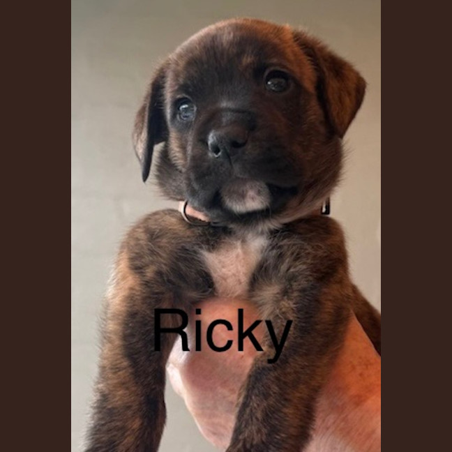 Photo of Ricky