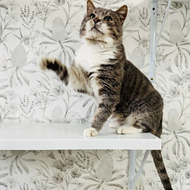 Photo of Bubbles   Located In Preston