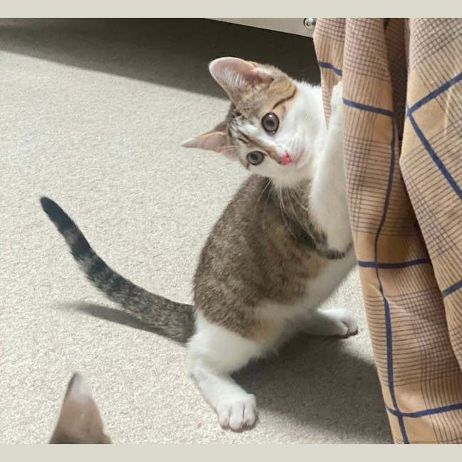 Photo of Amun (8931)