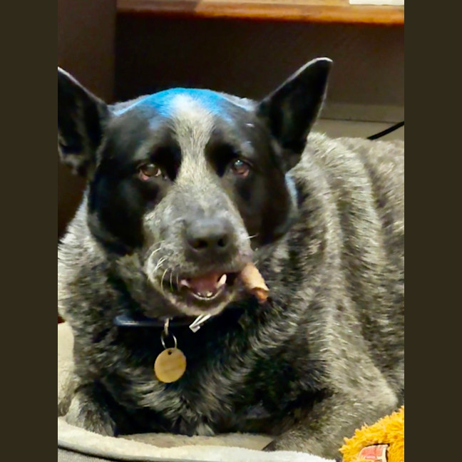 Photo of Blue Blu
