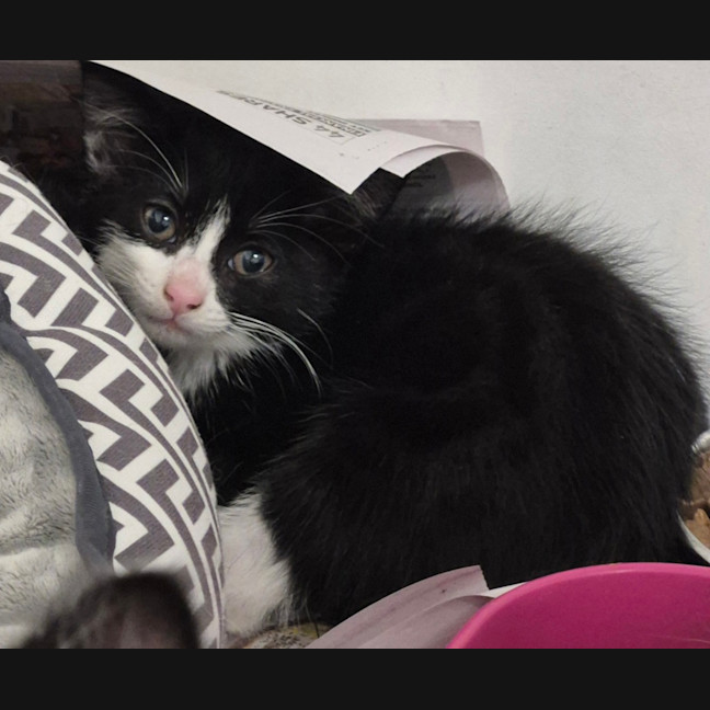 Photo of Mochi
