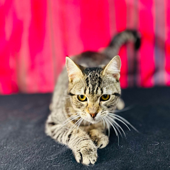 Photo of Giselle   Located In Preston 