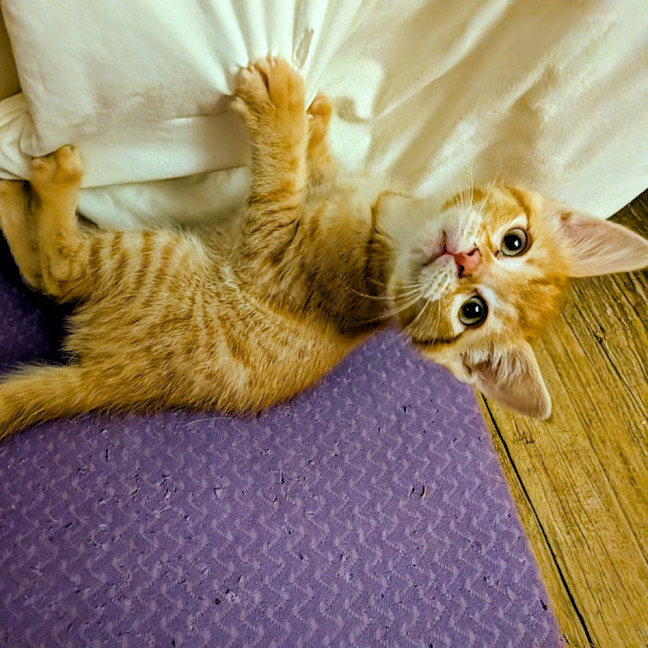 Photo of Nacho