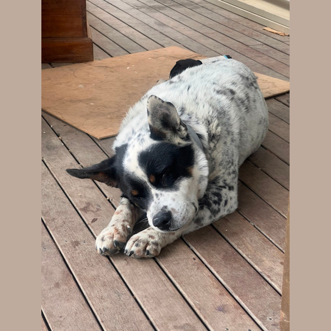 Photo of Bandit