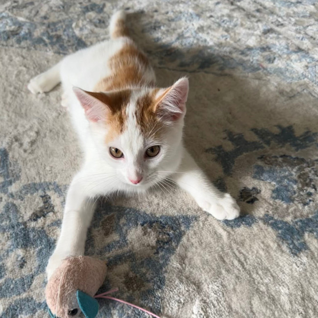 Photo of Arnie Purrito