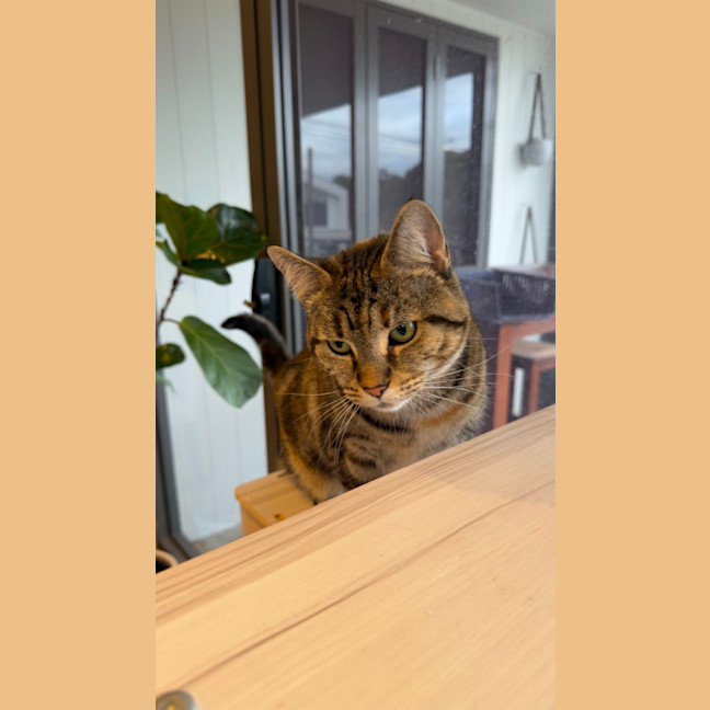 Photo of Penny