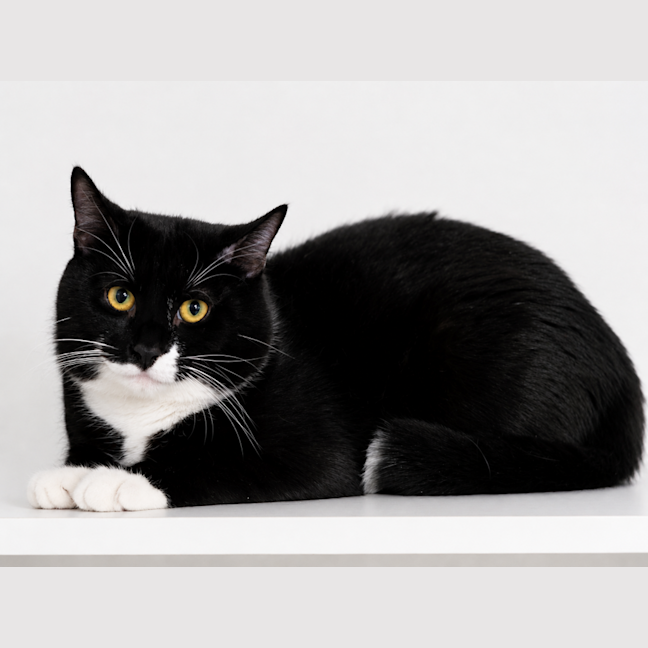 Photo of Squiggle
