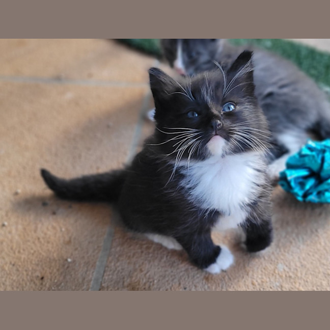 Photo of Pandah (K55)