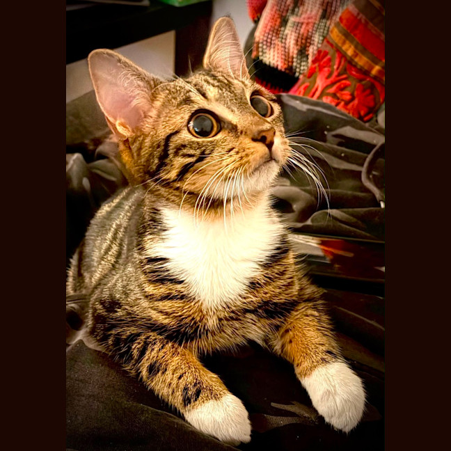 Photo of Weasel