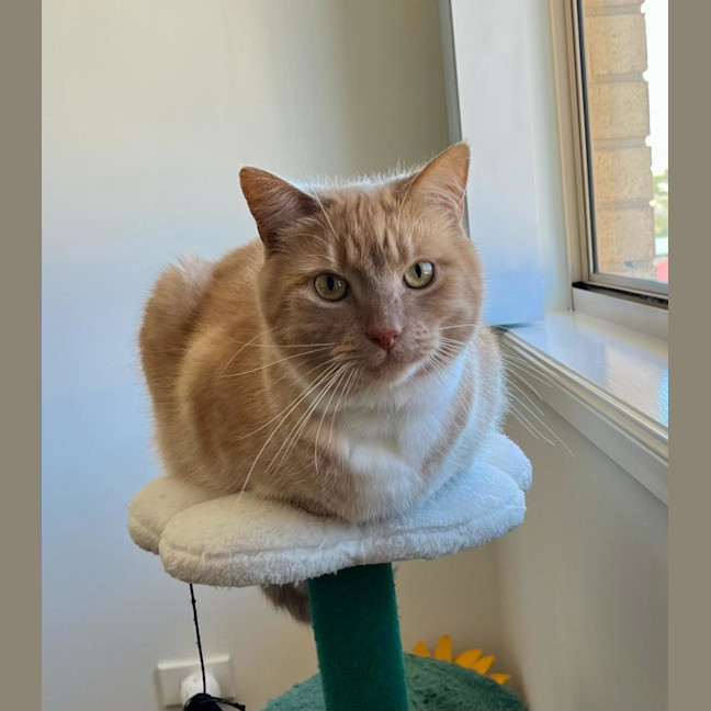 Photo of Boo