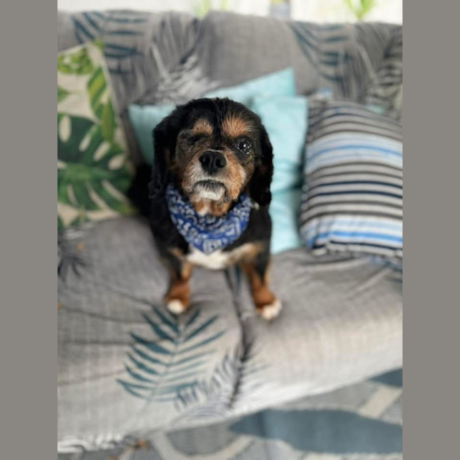 Photo of Marvin