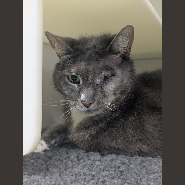 Photo of 🥗 Popeye 5839 🥗